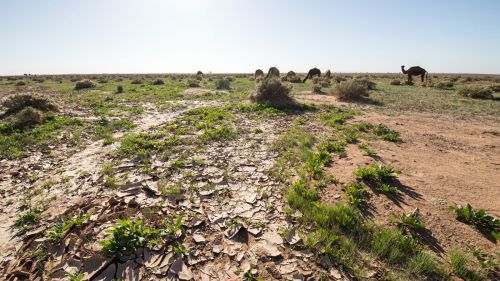 Ruccola in der Wüste nach einem seltenen Regen